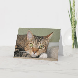 Cartão O gato que pensa de você carda