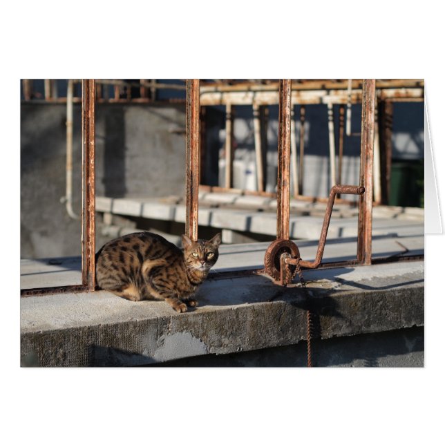 Cartão O Gato Rusty (Frente Horizontal)