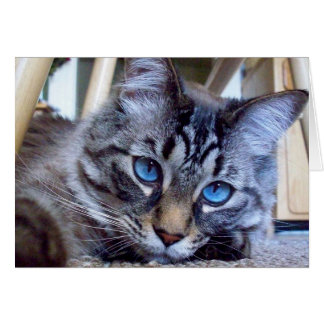 Cartão O gato sussurra a imagem da capa do livro