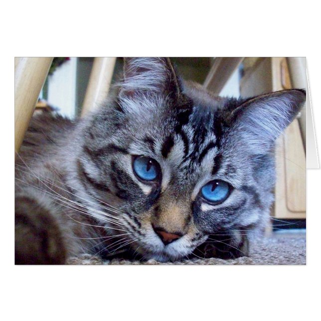 Cartão O gato sussurra a imagem da capa do livro (Frente Horizontal)