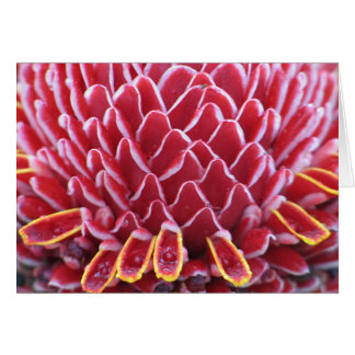 Cartão O Gengibre da Tocha dos Reis