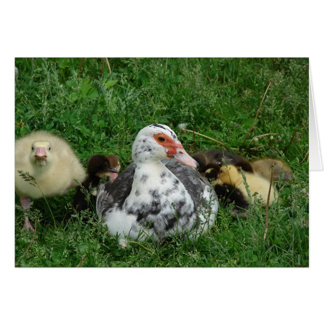 Cartão O Gosling Diz, "Deixe A Mamãe Sozinha!" (Frente Horizontal)