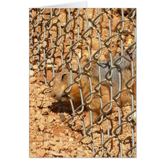 Cartão o grande escape