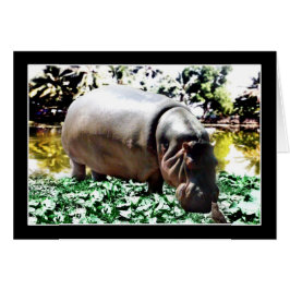 Cartão O Hippo E O Pássaro