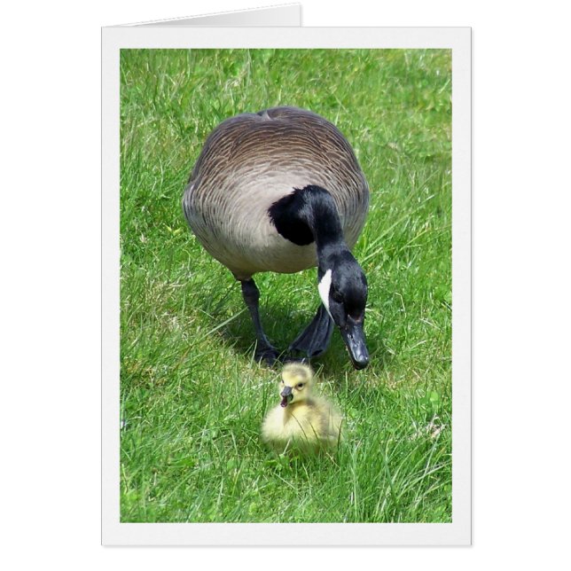 Cartão O Hustle (Frente)