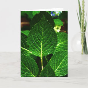 Cartão o "hydrangea sae "