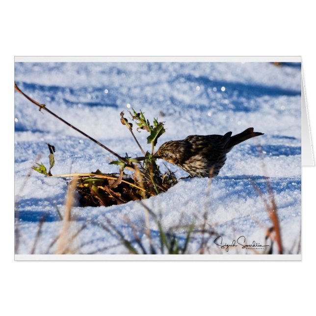 Cartão O inverno é uma dificuldade para pássaros (Frente horizontal)
