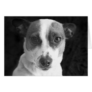 Cartão O Jack Russell Stare
