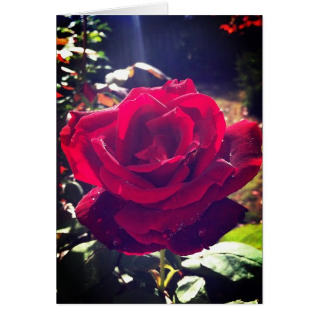 Cartão O jardim aumentou (Frente)