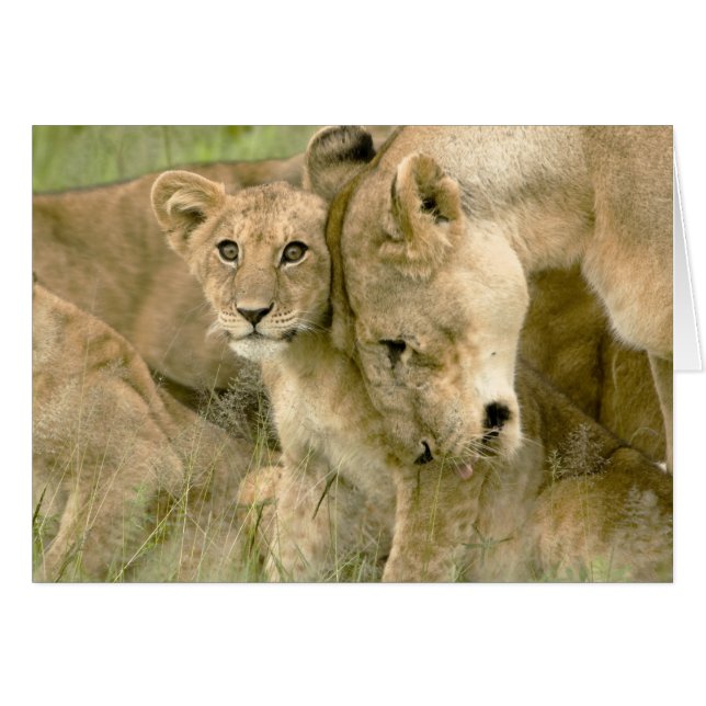 Cartão O leão Cub que Nuzzling com ele é mãe (Frente Horizontal)