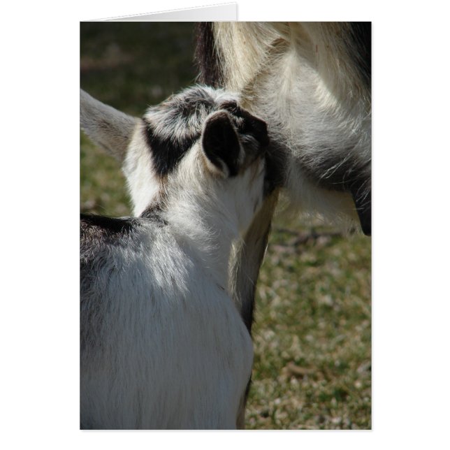 Cartão O leite é bom (Frente)