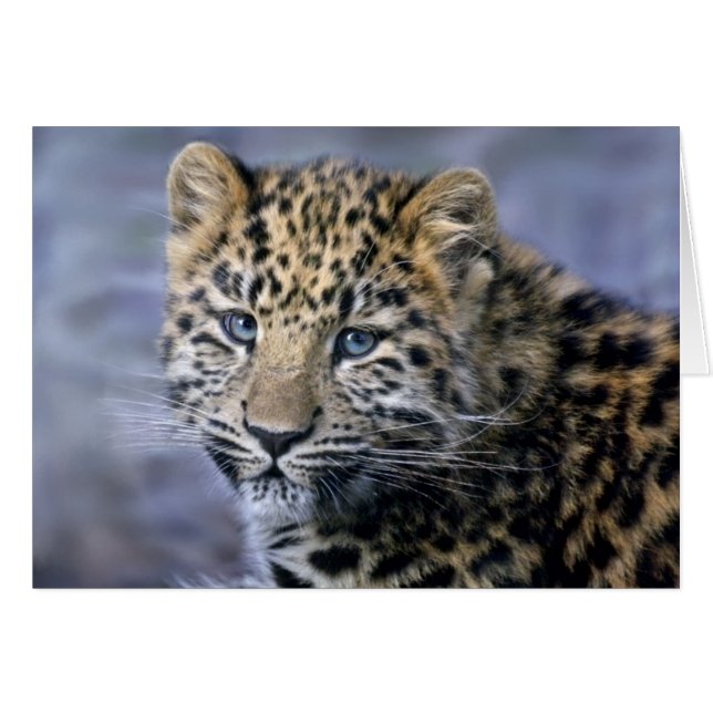 Cartão O leopardo Cub carda (Frente Horizontal)