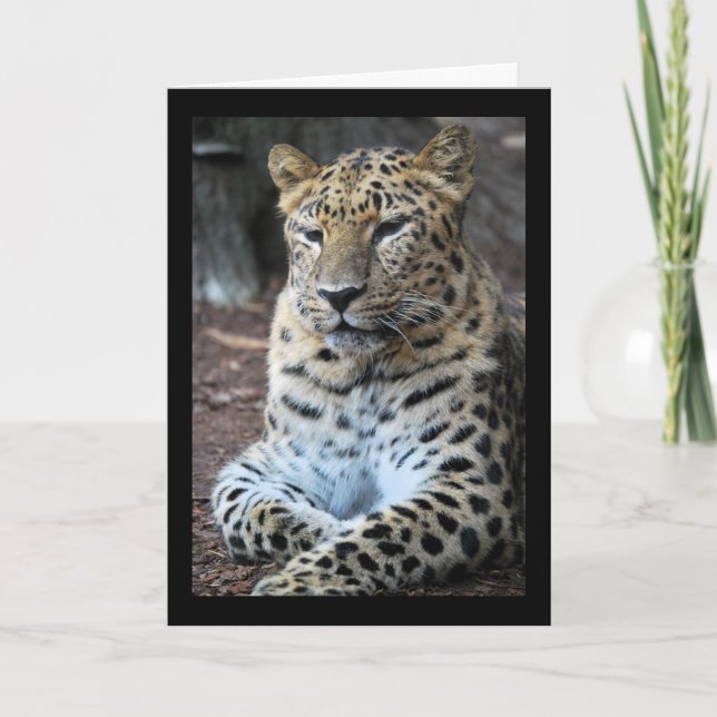 Cartão O Leopardo Majestoso (Frente)