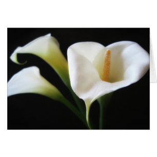 Cartão O lírio de Calla elegante floresce 9