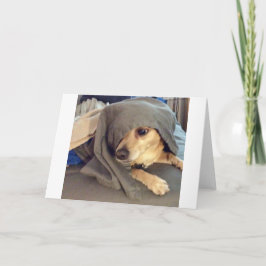 Cartão O MELHOR AMIGO do abrigo para animais é uma saudaç