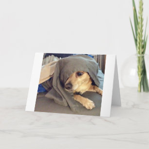 Cartão O MELHOR AMIGO do abrigo para animais é uma saudaç
