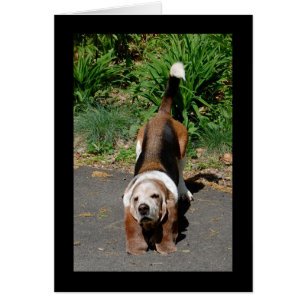 Cartão O mestre do qui da TAI