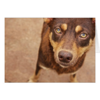 Cartão O olhar do amor