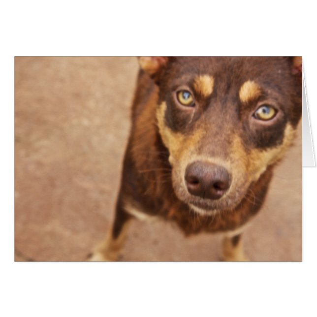 Cartão O olhar do amor (Frente Horizontal)