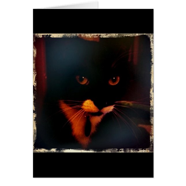 Cartão O olhar dramático da Lucy (Frente)