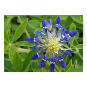 Cartão O Olho do Texas