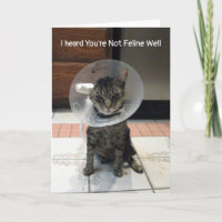 O Oliver não é felino - o gato fica bem