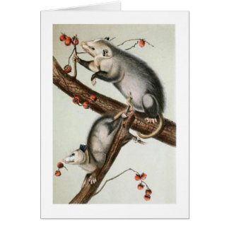 Cartão O Oppossums de Audubon