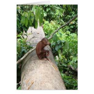 Cartão O orangotango esquece