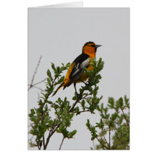 Cartão O Oriole do boi