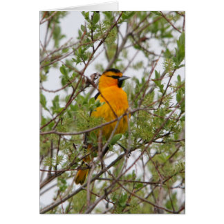 Cartão O Oriole do boi