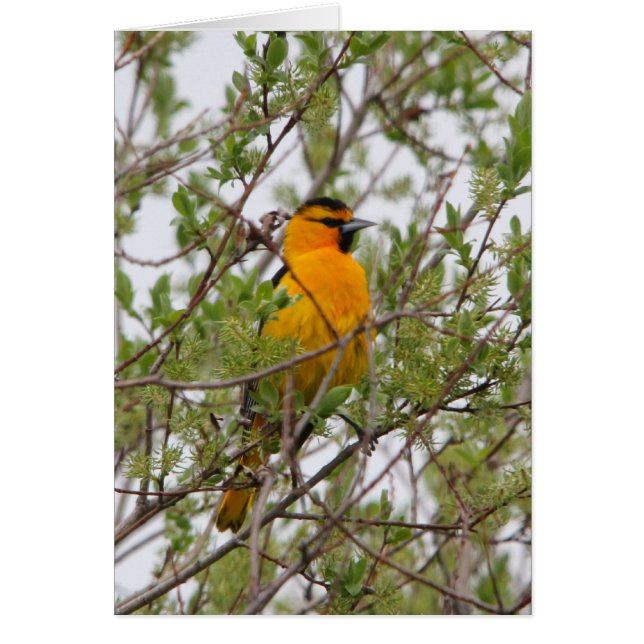 Cartão O Oriole do boi (Frente)