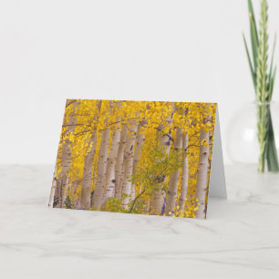 Cartão O outono passa em Kebler Pass no Colorado.