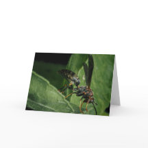 O Pequeno Aviador da Natureza