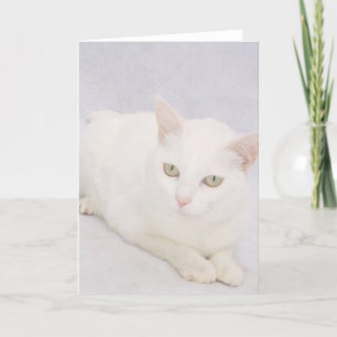 Cartão O Pequeno Gato Branco