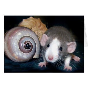 Cartão O período do "Belle"!