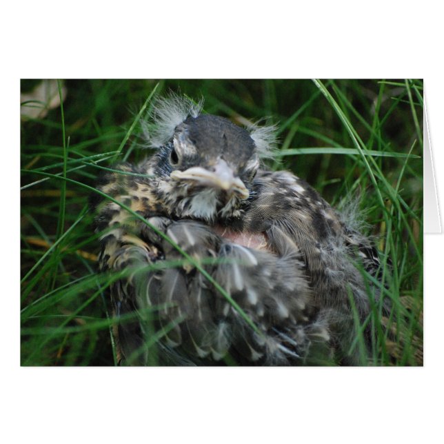 Cartão O primeiro Primavera do Baby Robin (Frente Horizontal)