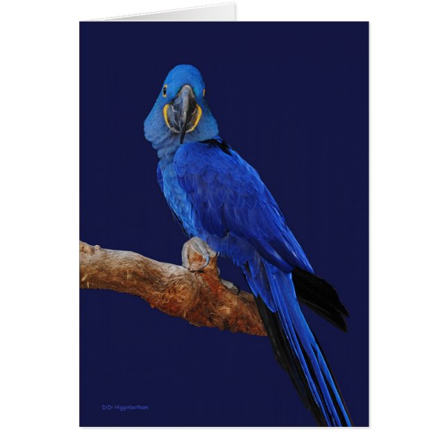 Cartão O príncipe dos papagaios (Frente)