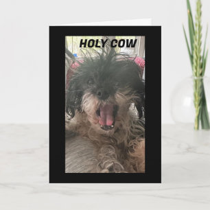 CARTÃO O PUP É BAFFLED-HOW VOCÊ TORNOU "50"