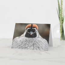 O Quail Notecard do Gambel