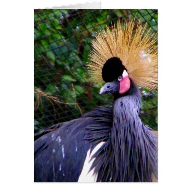 Cartão O que está acontecendo, Hi_Card (Frente)