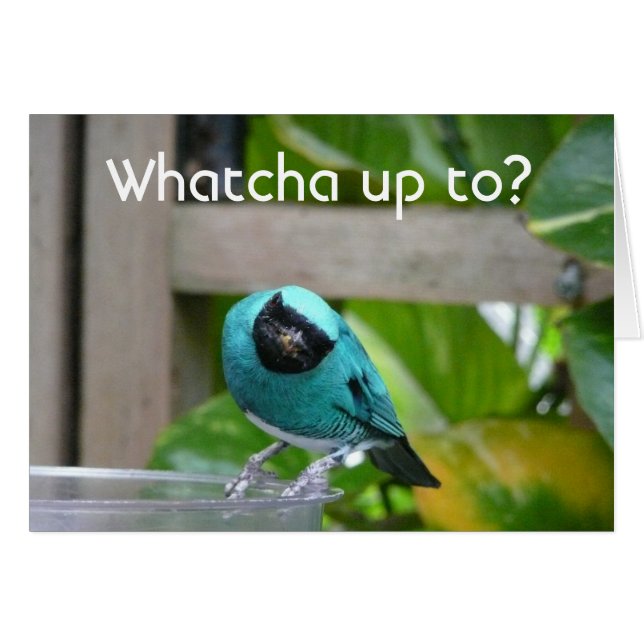 Cartão O que está fazendo? (Frente Horizontal)
