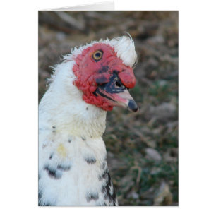 Cartão O quê?  Muscovy Drake