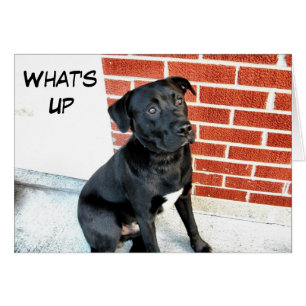 Cartão O que se passa, Black Labrador?