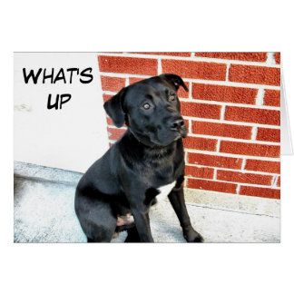 Cartão O que se passa, Black Labrador?