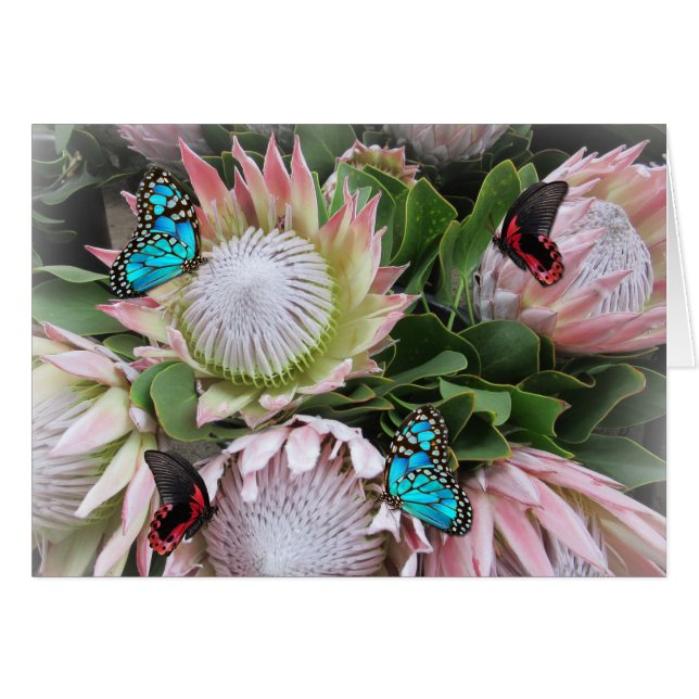 Cartão O Rei Protea (Frente Horizontal)