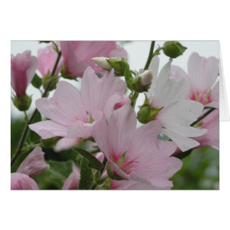 Cartão O rosa floresce a família de Impatiens