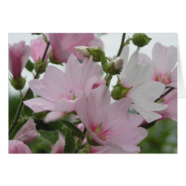 Cartão O rosa floresce a família de Impatiens (Frente Horizontal)