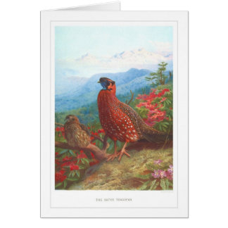 Cartão O Satyr Tragopan;