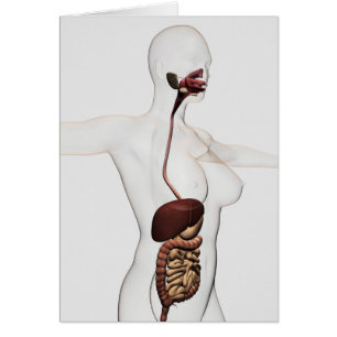 Cartão O sistema digestivo humano 1