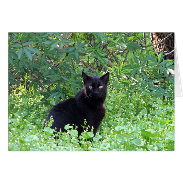 Cartão O solitário do sentimento do gato preto sem você (Frente Horizontal)